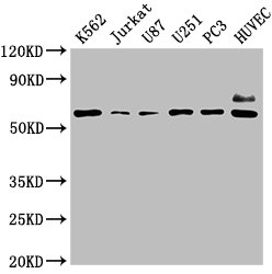 NT5E Antibody