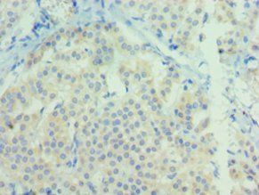NTF3 Antibody