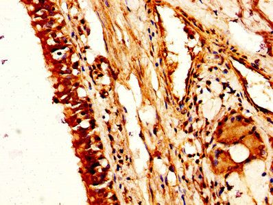 NUCB2 Antibody