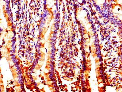 NUCB2 Antibody
