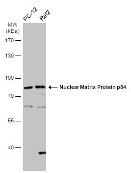 Nuclear Matrix Protein p84 Rabbit Polyclonal Antibody