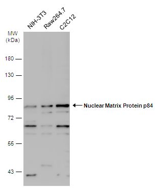 Nuclear Matrix Protein p84 Rabbit Polyclonal Antibody