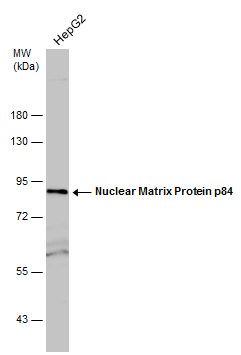 Nuclear Matrix Protein p84 Rabbit Polyclonal Antibody