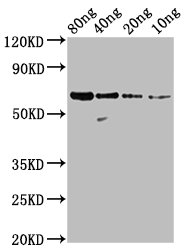 N Antibody