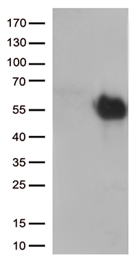 NUDT15 Antibody