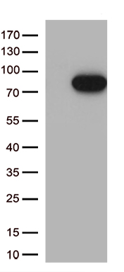 NUDT15 Antibody