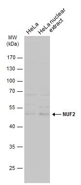 NUF2 Rabbit Polyclonal Antibody