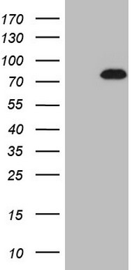 NUP43 Antibody