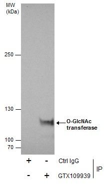 O-GlcNAc transferase Rabbit Polyclonal Antibody