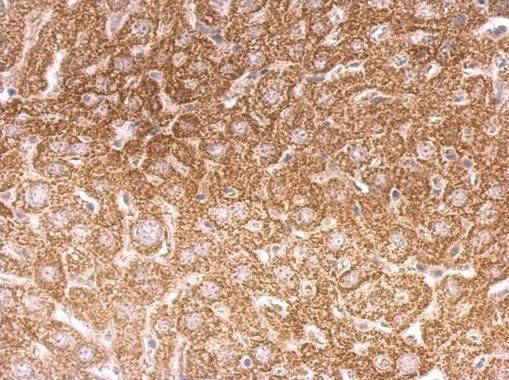 O-GlcNAc transferase Rabbit Polyclonal Antibody