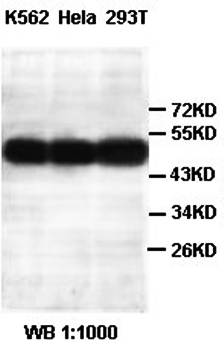 OAT Rabbit Polyclonal Antibody