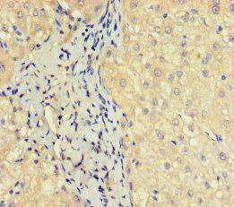 OBP2A Antibody