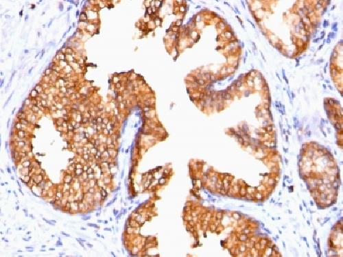 ODC1 Antibody
