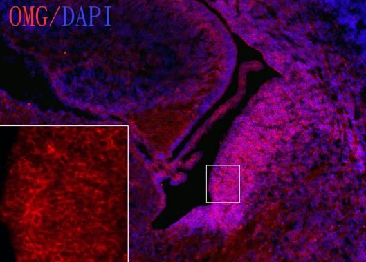 OMG Rabbit Polyclonal Antibody