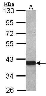 OMG Rabbit Polyclonal Antibody