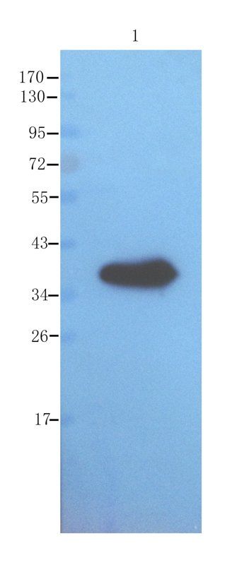 ompF Rabbit Polyclonal Antibody