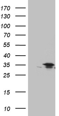 OPA3 Antibody
