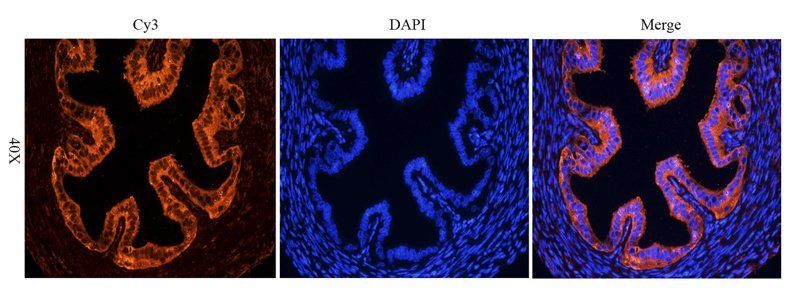 OPG Rabbit Polyclonal Antibody