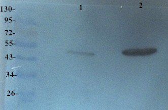 OPG Rabbit Polyclonal Antibody