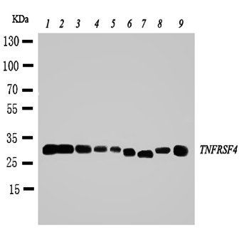CD134/OX40/TNFRSF4 Rabbit Polyclonal Antibody