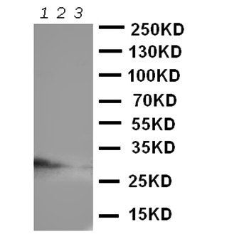 CD134/OX40/TNFRSF4 Rabbit Polyclonal Antibody