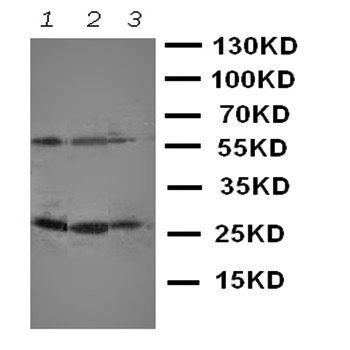 CD134/OX40/TNFRSF4 Rabbit Polyclonal Antibody