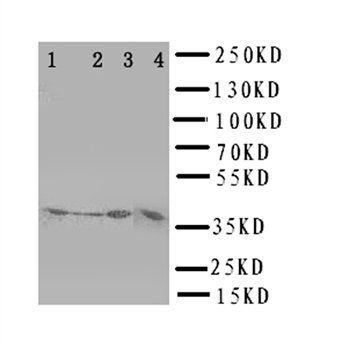 CD1d Rabbit Polyclonal Antibody