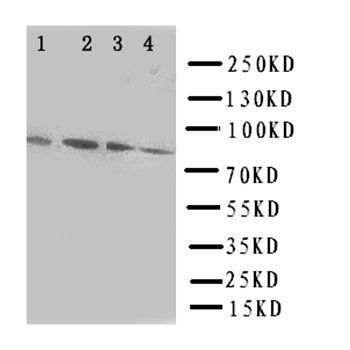 Transcription factor Sp4 Rabbit Polyclonal Antibody