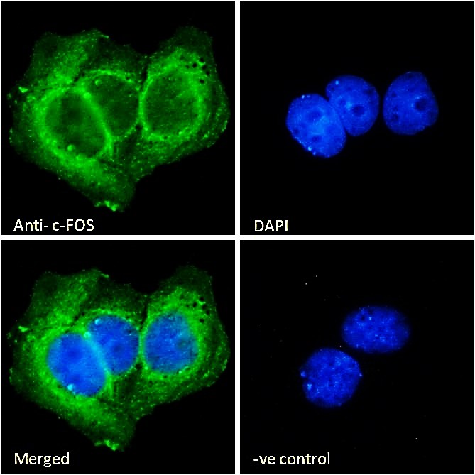 c-FOS (aa283-295) Antibody