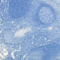 c-FOS (aa283-295) Antibody