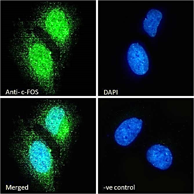 c-FOS (aa283-295) Antibody