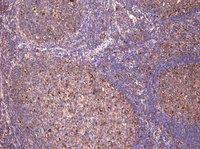 c-FOS (aa283-295) Antibody
