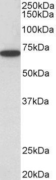 Histone Deacetylase 1 Antibody