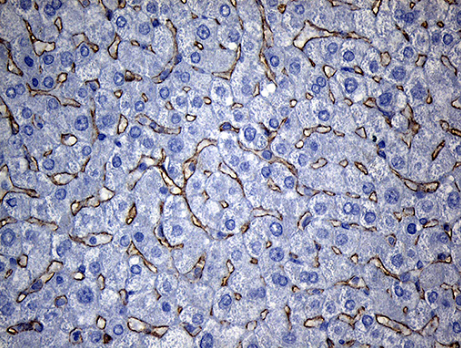 TSPAN7 Antibody