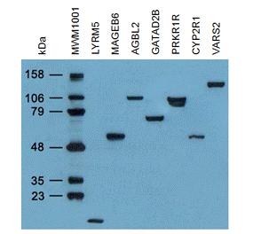 DDK Antibody