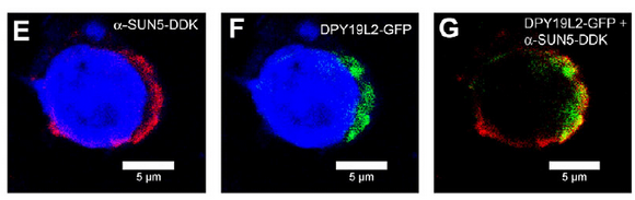 DDK Antibody