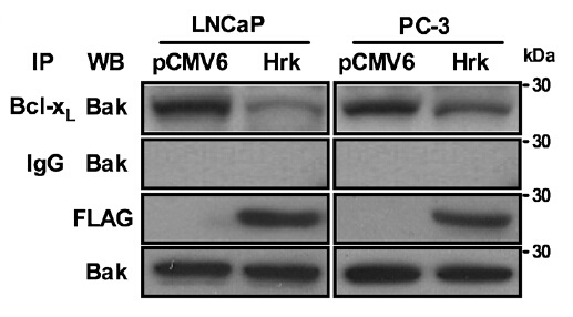 DDK Antibody