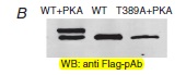 DDK Antibody