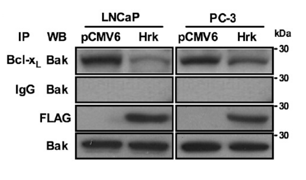 DDK Antibody