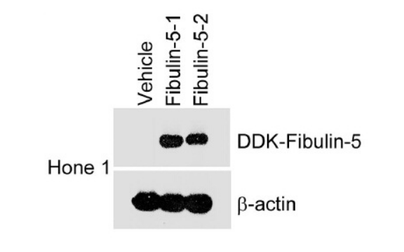 DDK Antibody