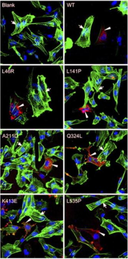 DDK Antibody