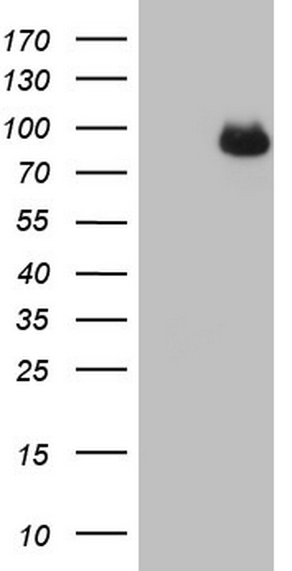 Factor I Antibody