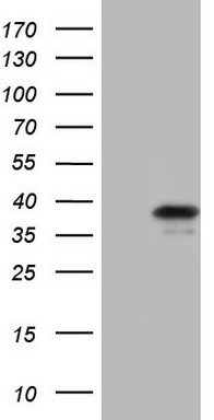 GEMIN8 Antibody