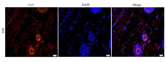 CD163 Rabbit Polyclonal Antibody