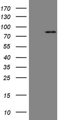 MARK3 Antibody