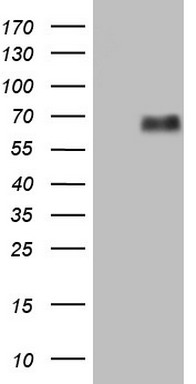 LTBR Antibody
