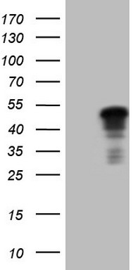 p53 Antibody