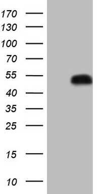 TP53 Antibody