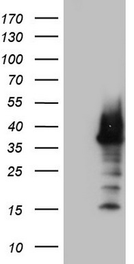 Nkx3.1 Antibody
