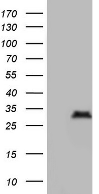 NKX3-1 Antibody